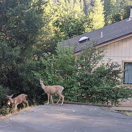 Yosemite Haven @ Pine Mountain Lake. Dog Friendly! Groveland Exterior foto