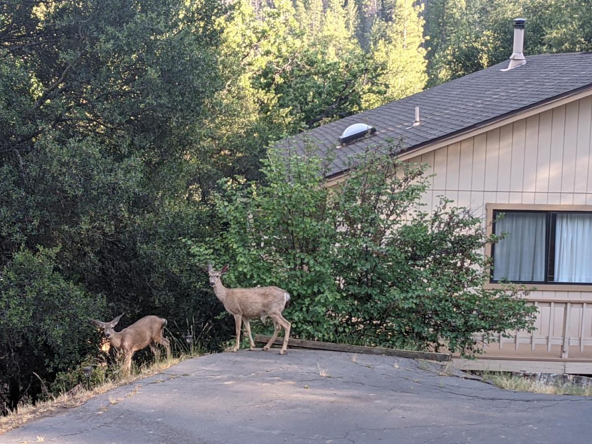 Yosemite Haven @ Pine Mountain Lake. Dog Friendly! Groveland Exterior foto